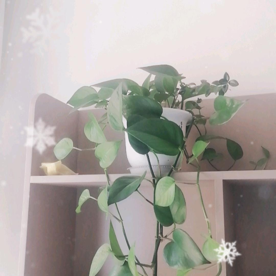 梦中人