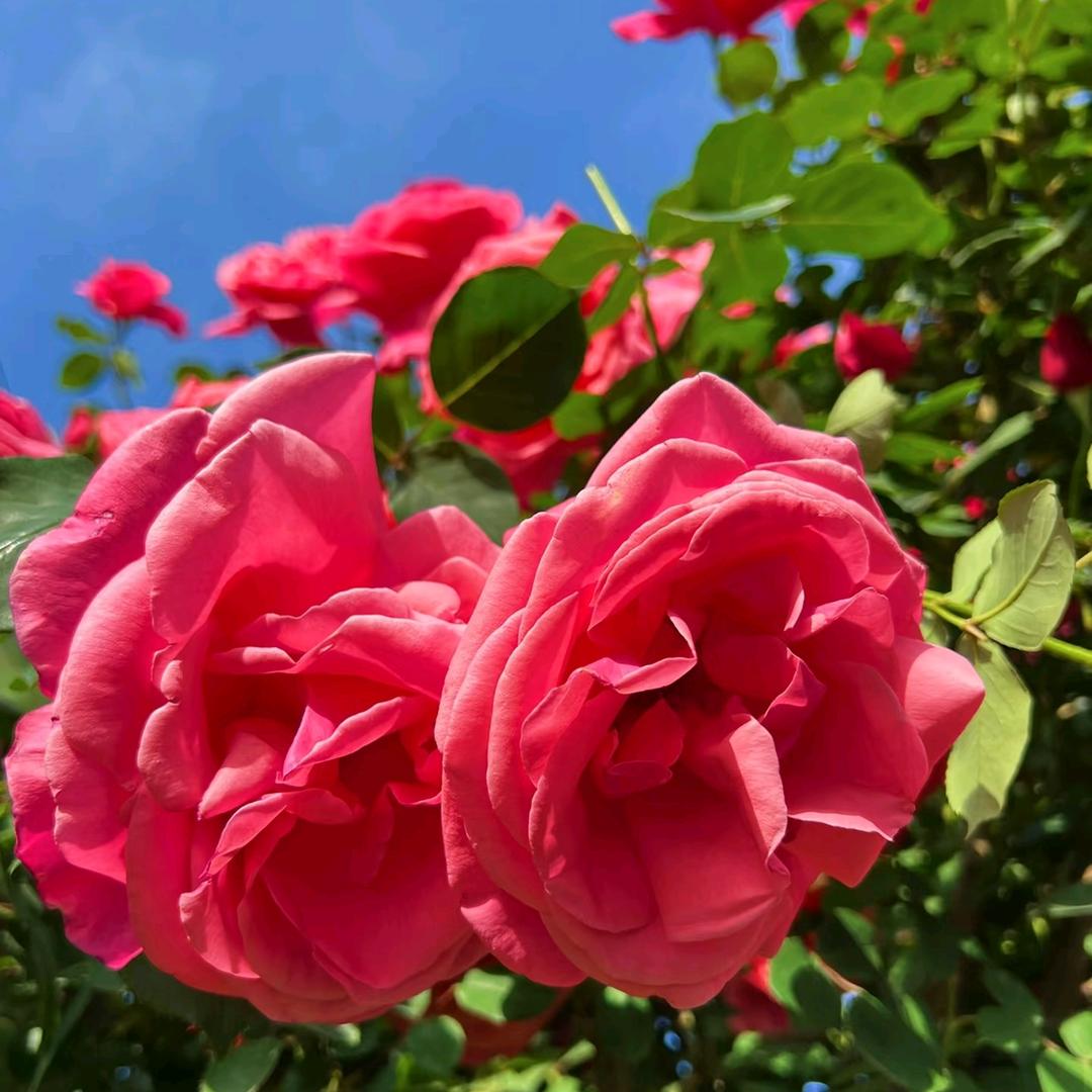欣欣花卉