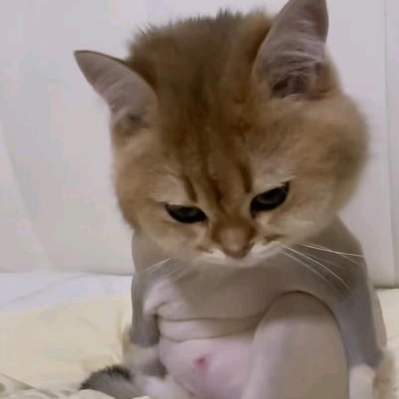 喵喵兔