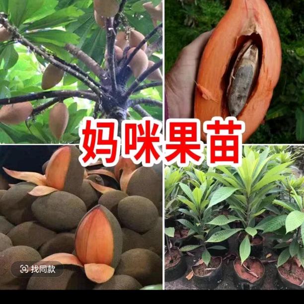 果多多果苗基地