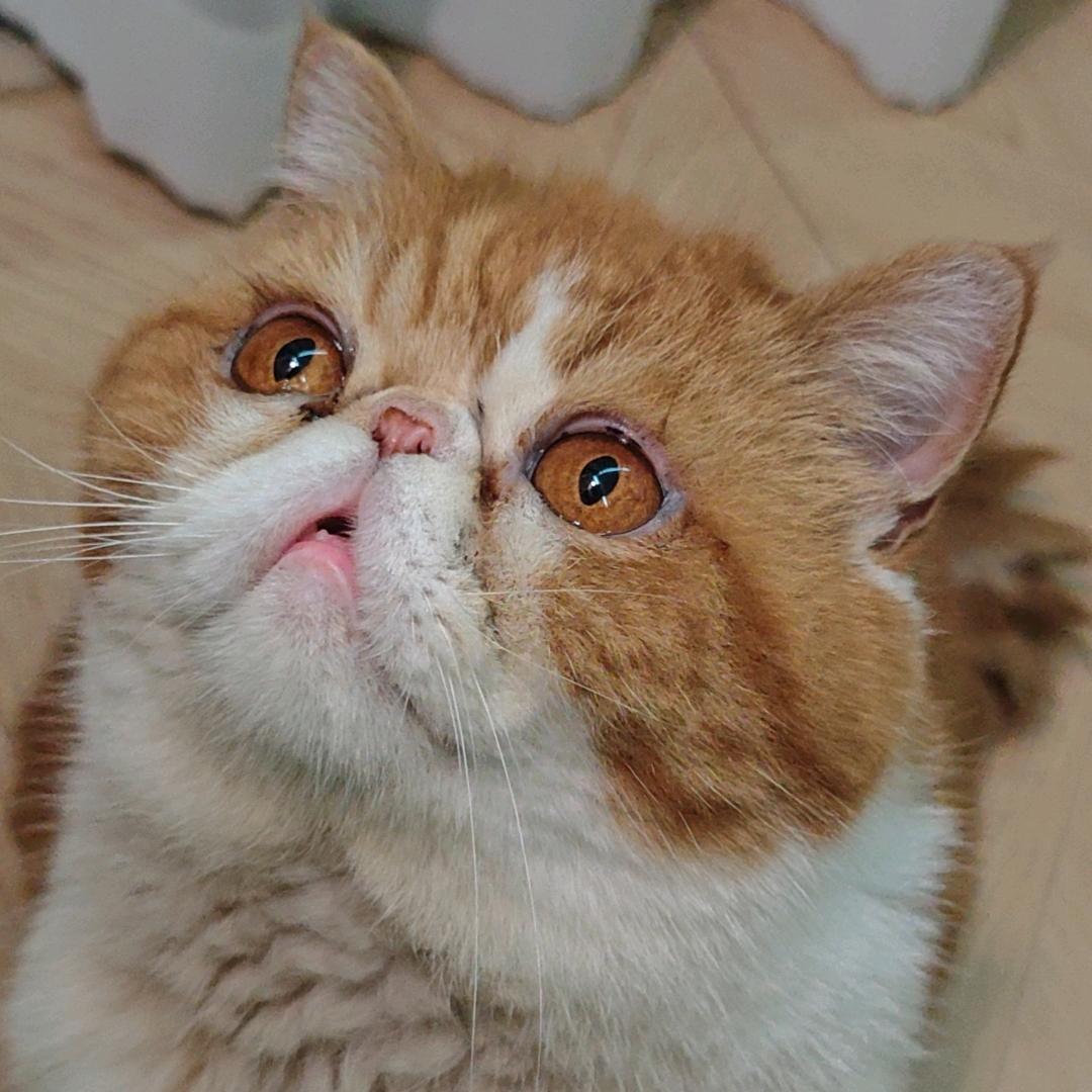 老哥