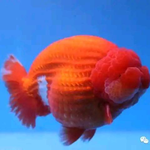 知行水族兰寿观赏鱼