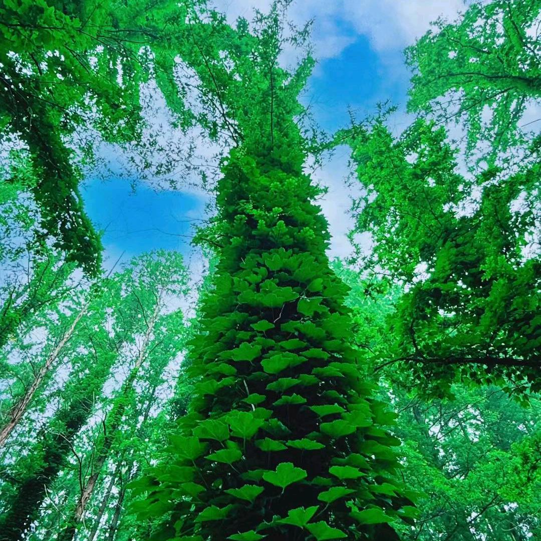 过去式
