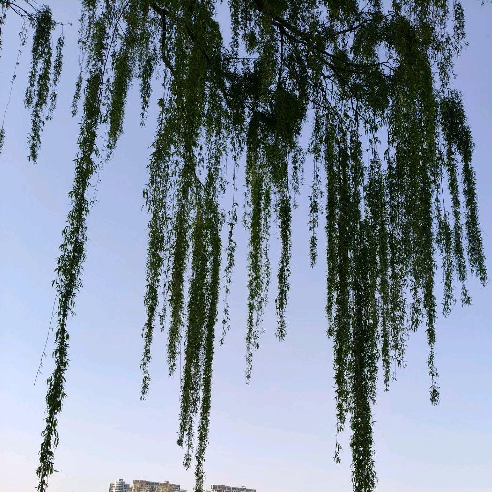 余生随心