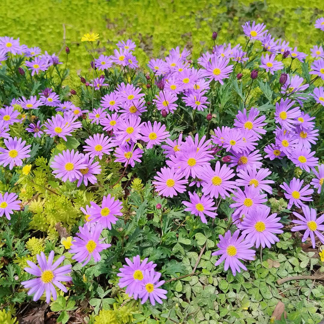 悠悠