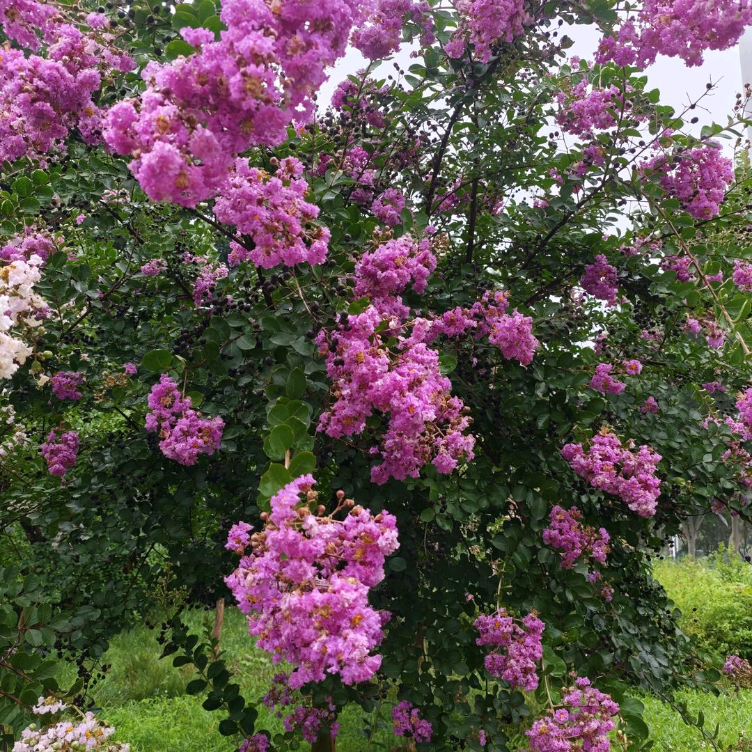 五元美发💇（朝阳村头和美超市旁边）
