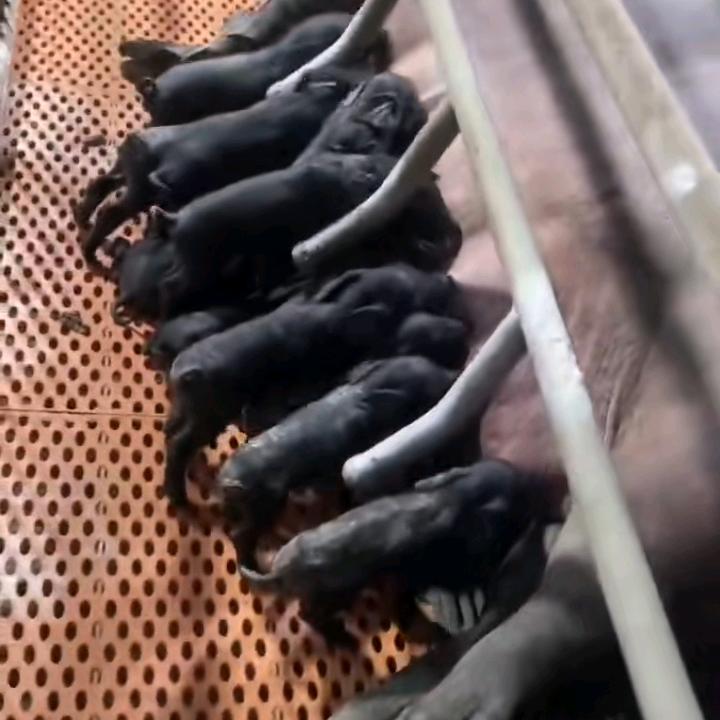 燕姐养猪(2)