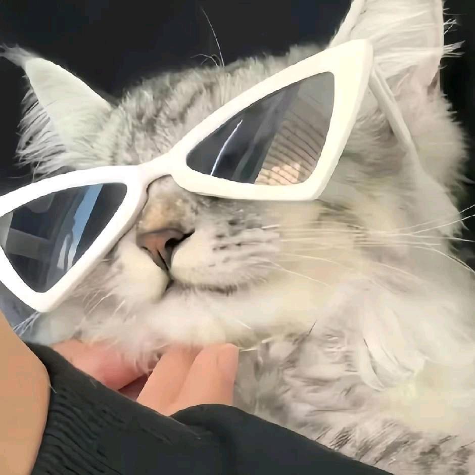 宏（🎣白条版）