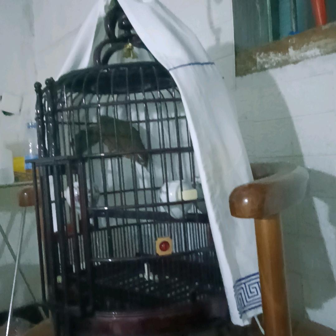 彭哥
