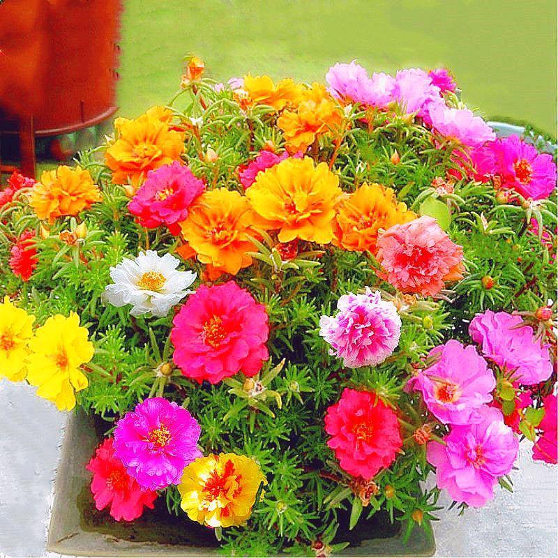 用户7606290767980二红