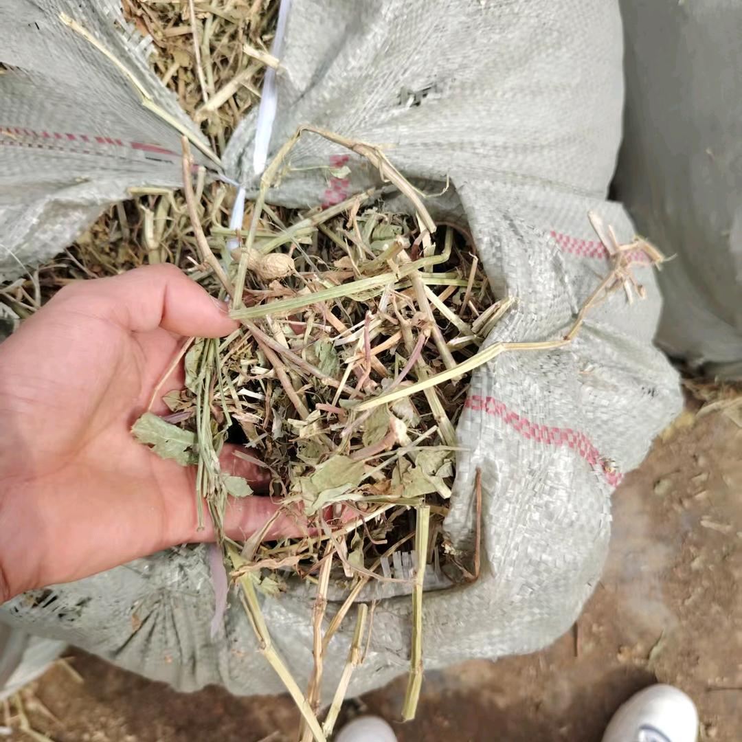河南小强草业