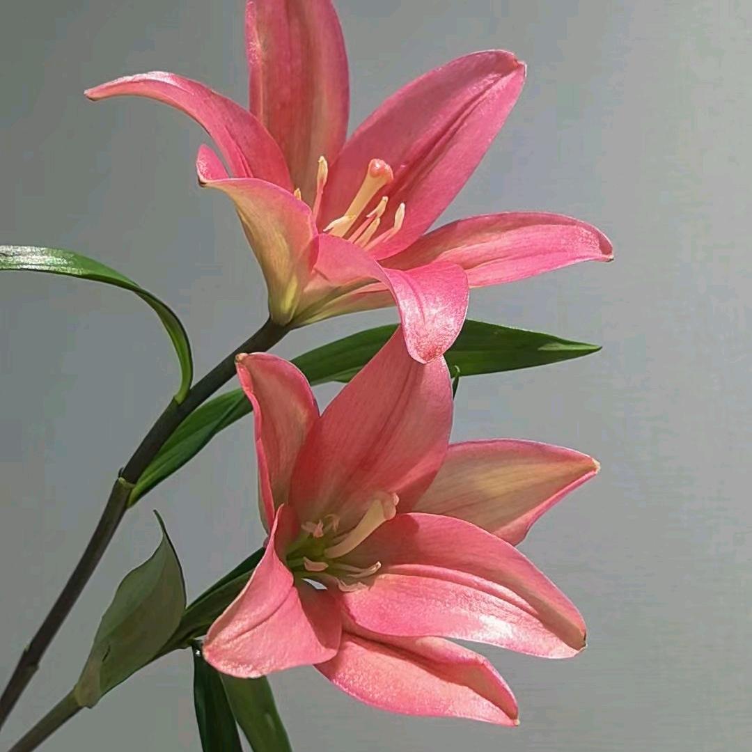 在水一方🌹