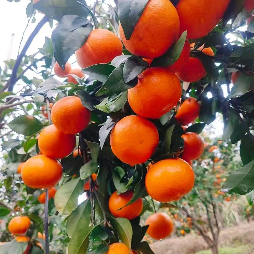 南丰贡桔