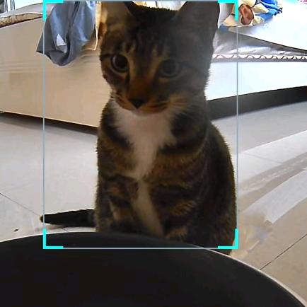 梧桐树