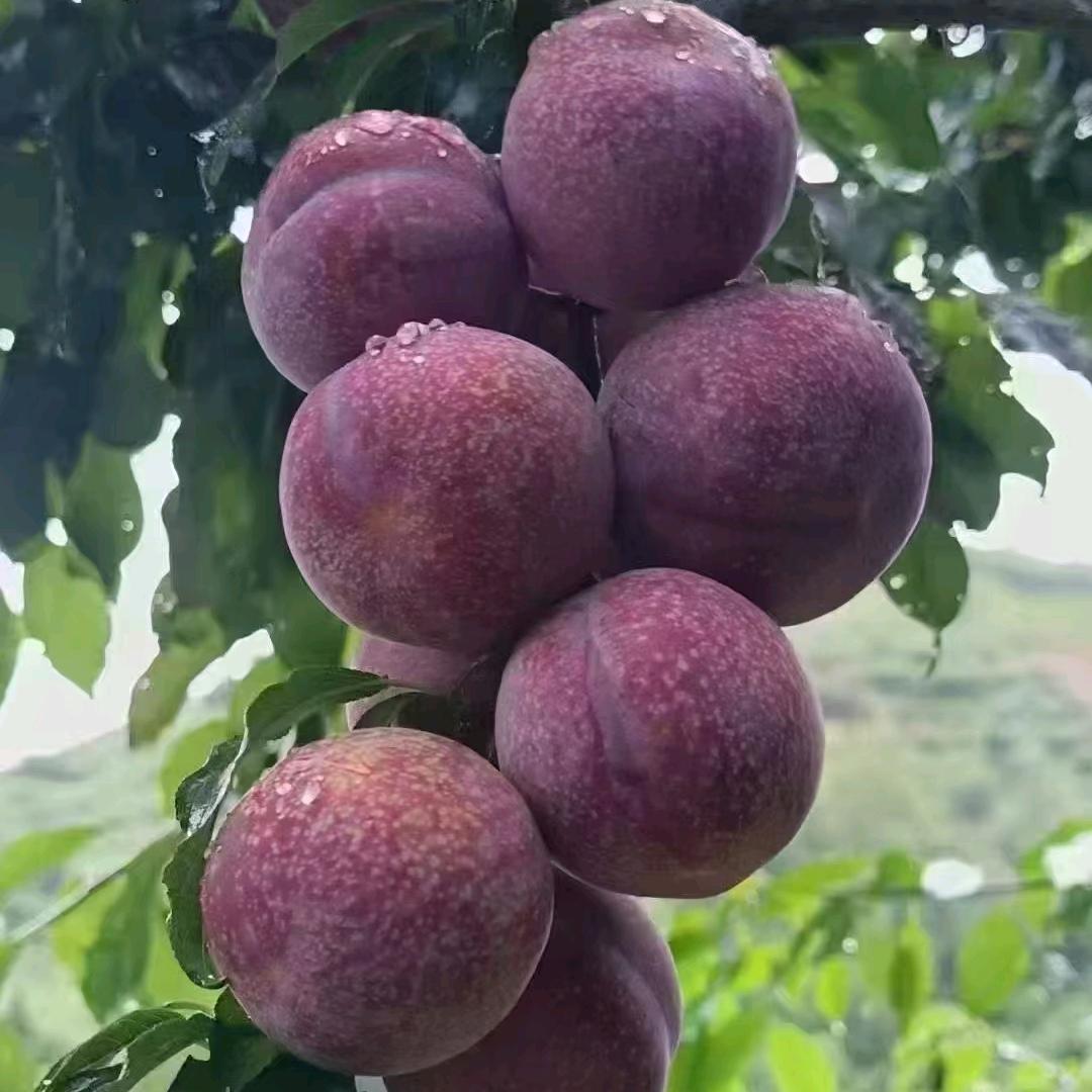 钱排银妃三华李甄选