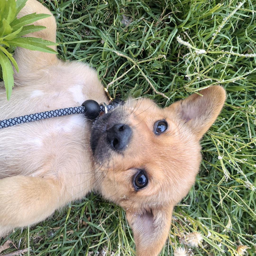 黄豆豆翻天日常