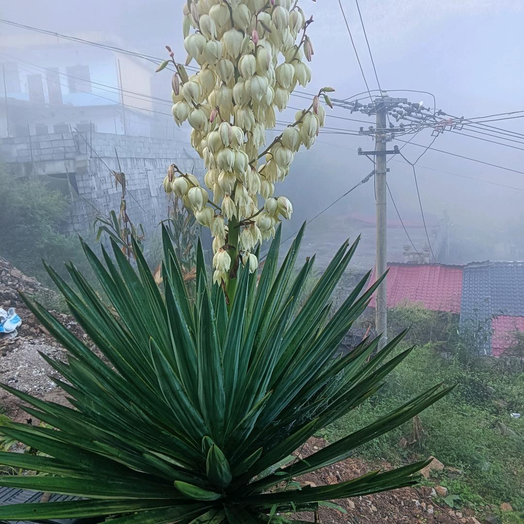 老公你好