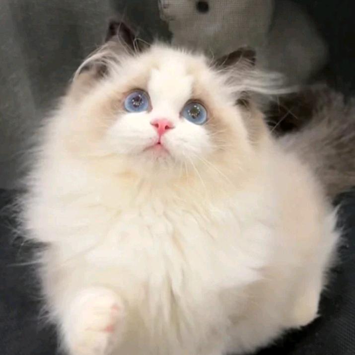 布偶猫(买🐱私聊)