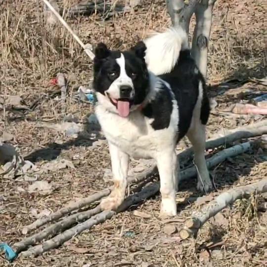 库车 土狗