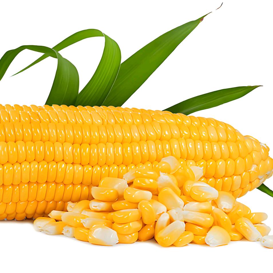 🌽玉米🌽
