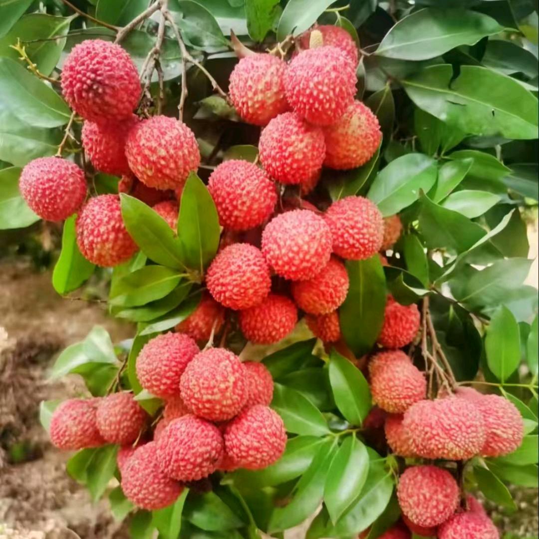 卖荔枝的小妹