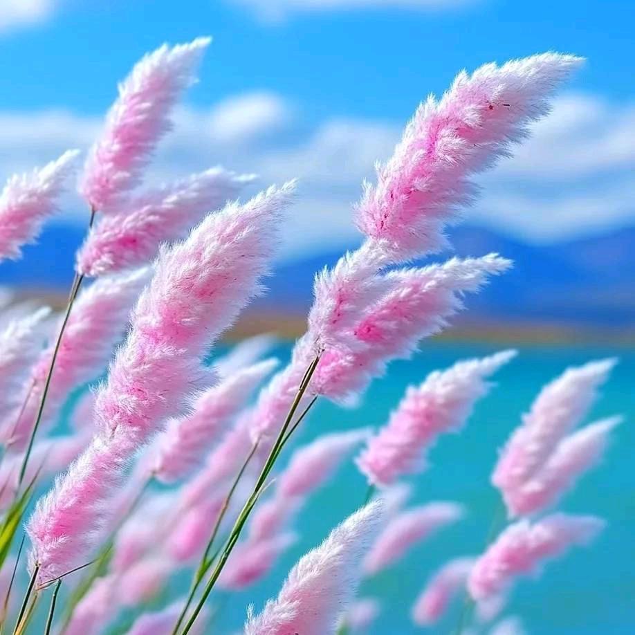 心梦