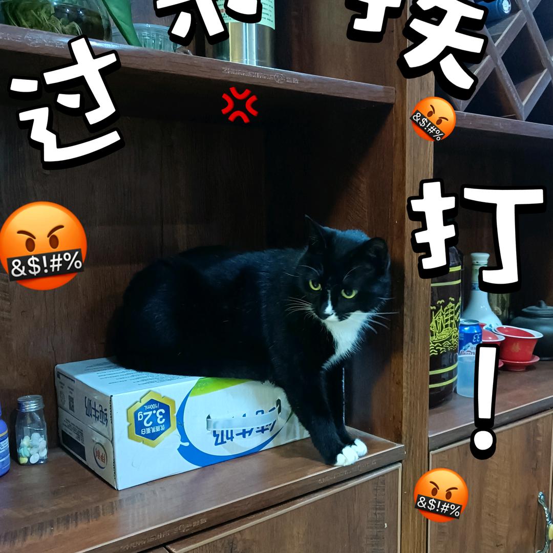 黑猫警长