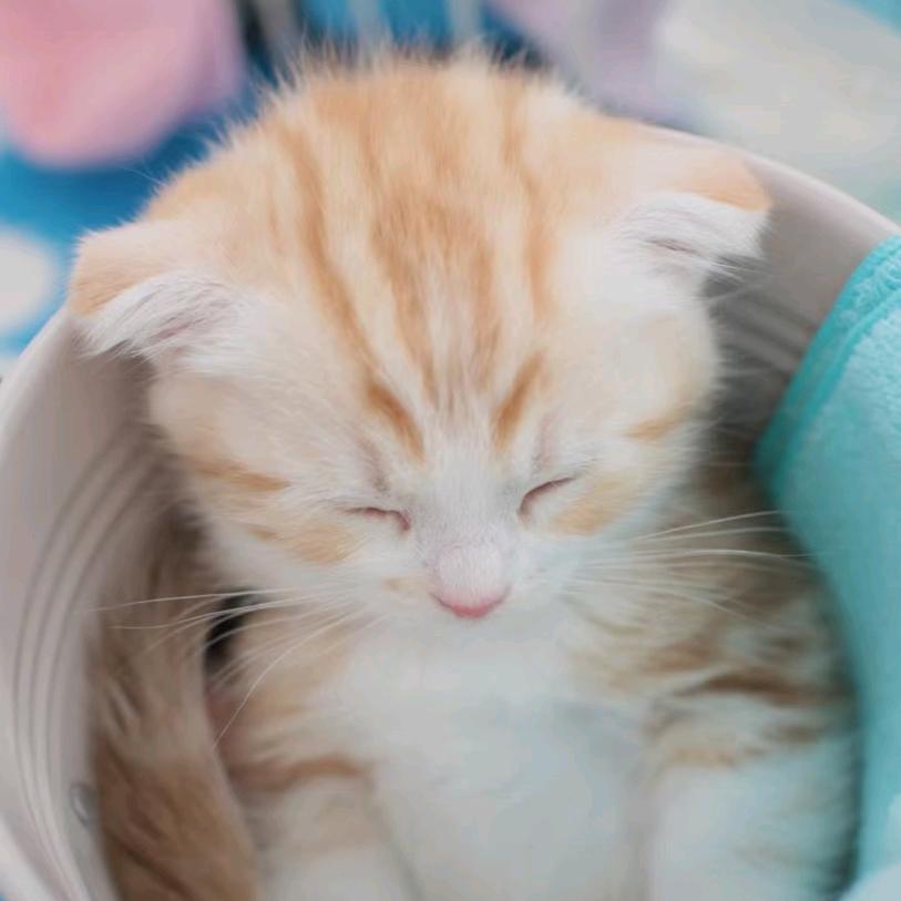 小美满🦋U・ﻌ・U🦋