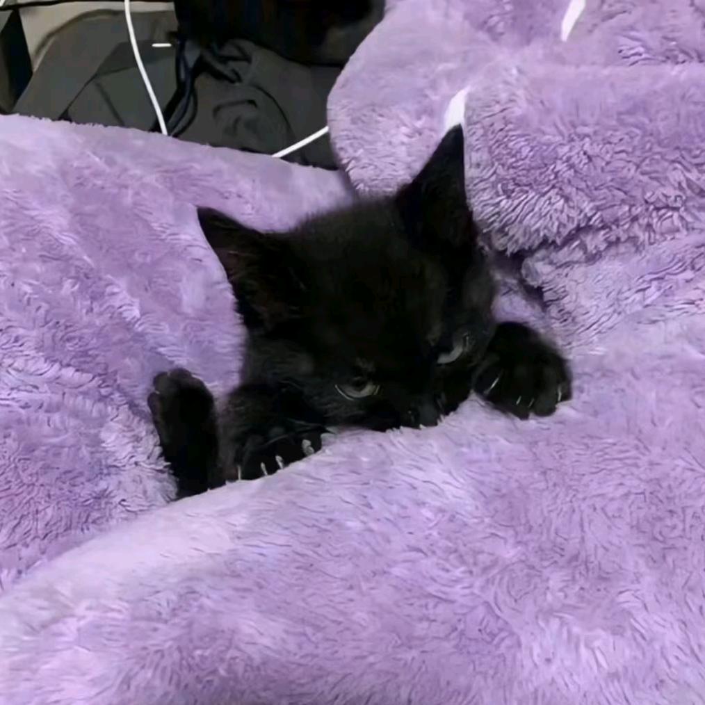 咖·爱欣觉罗·啡