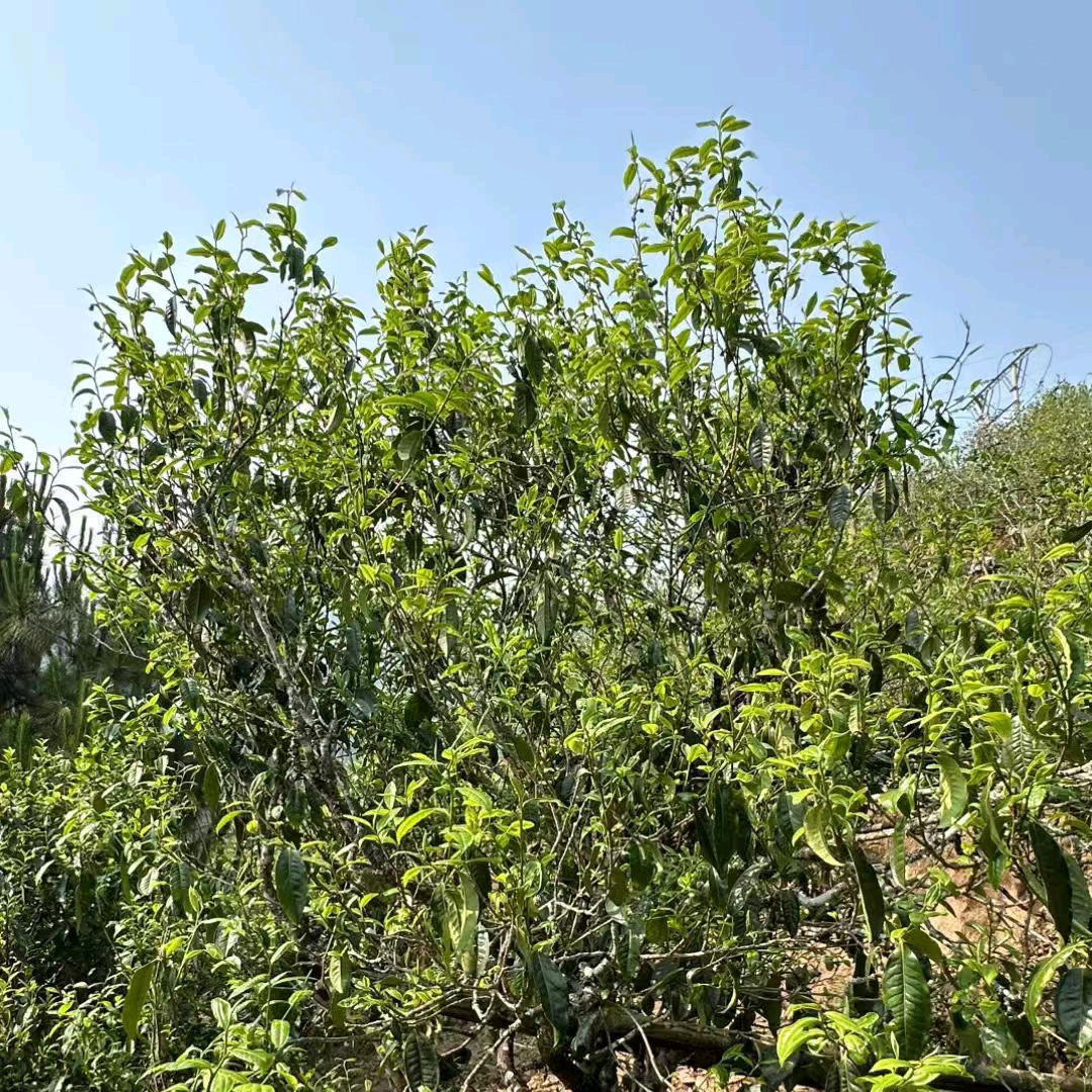 木杺茶叶茶农直播间