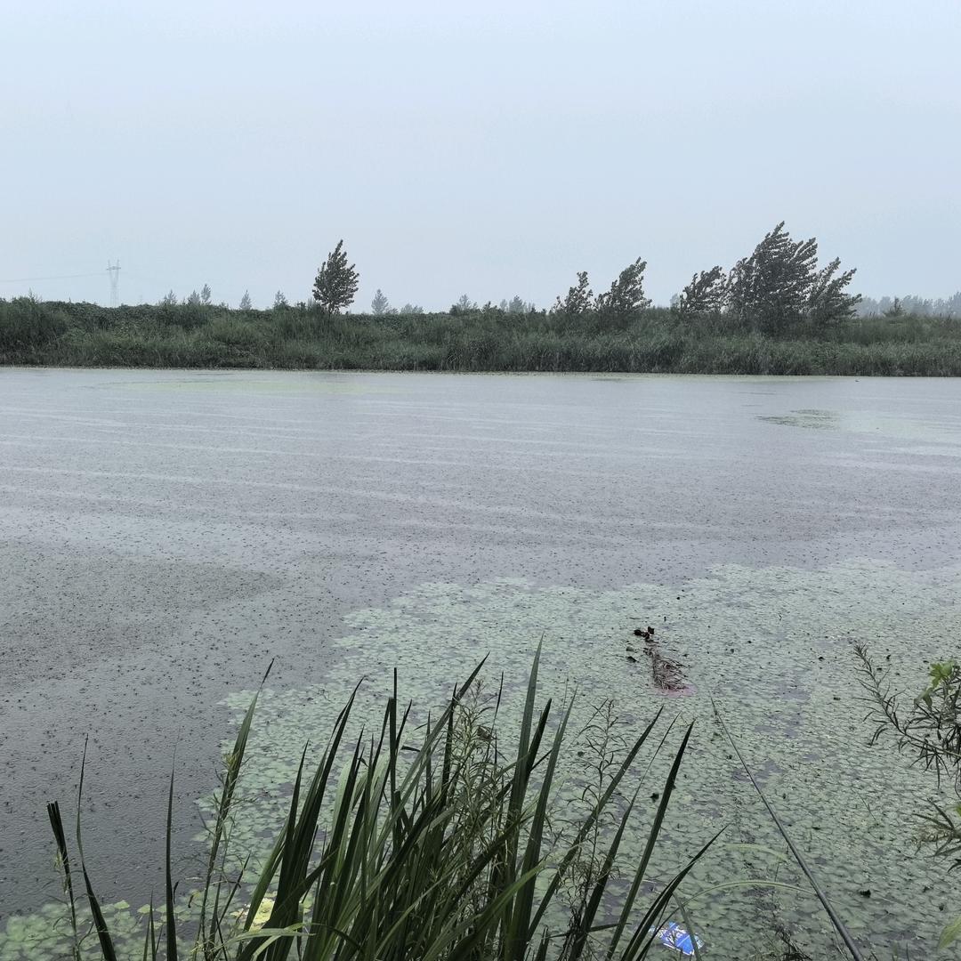 大鲫大鲤🎣