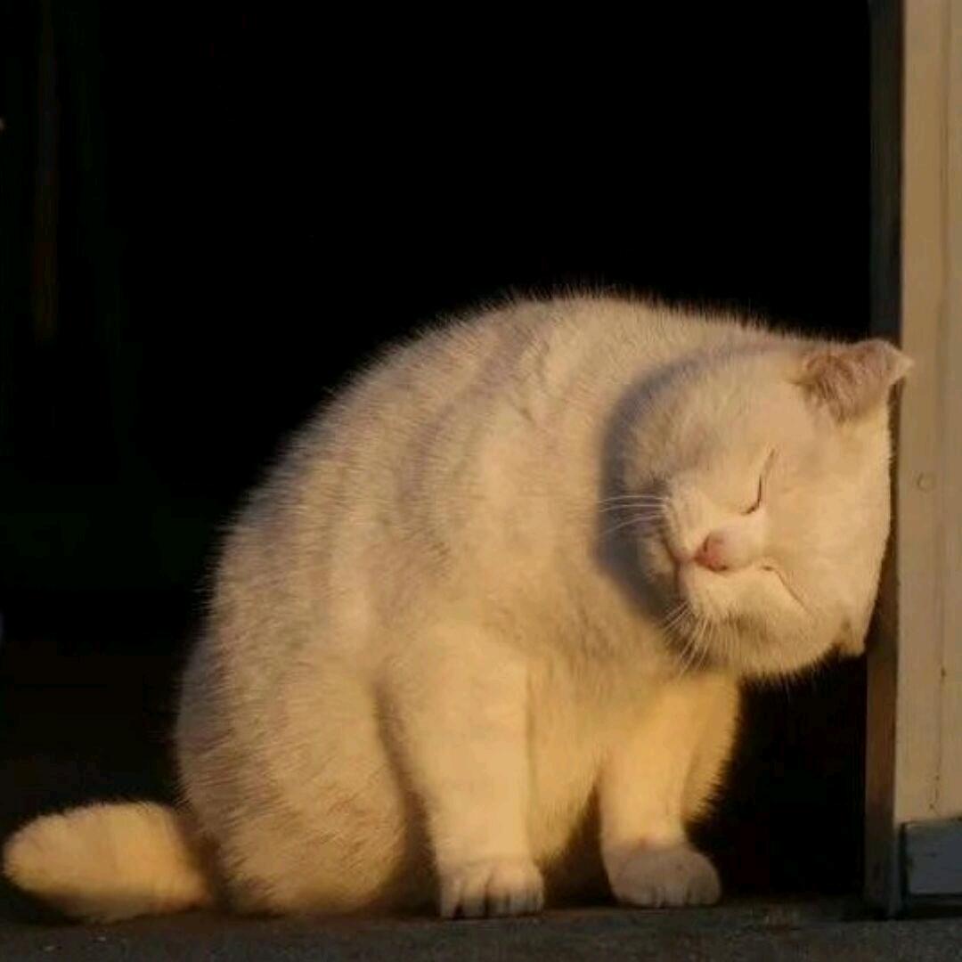 噢哟