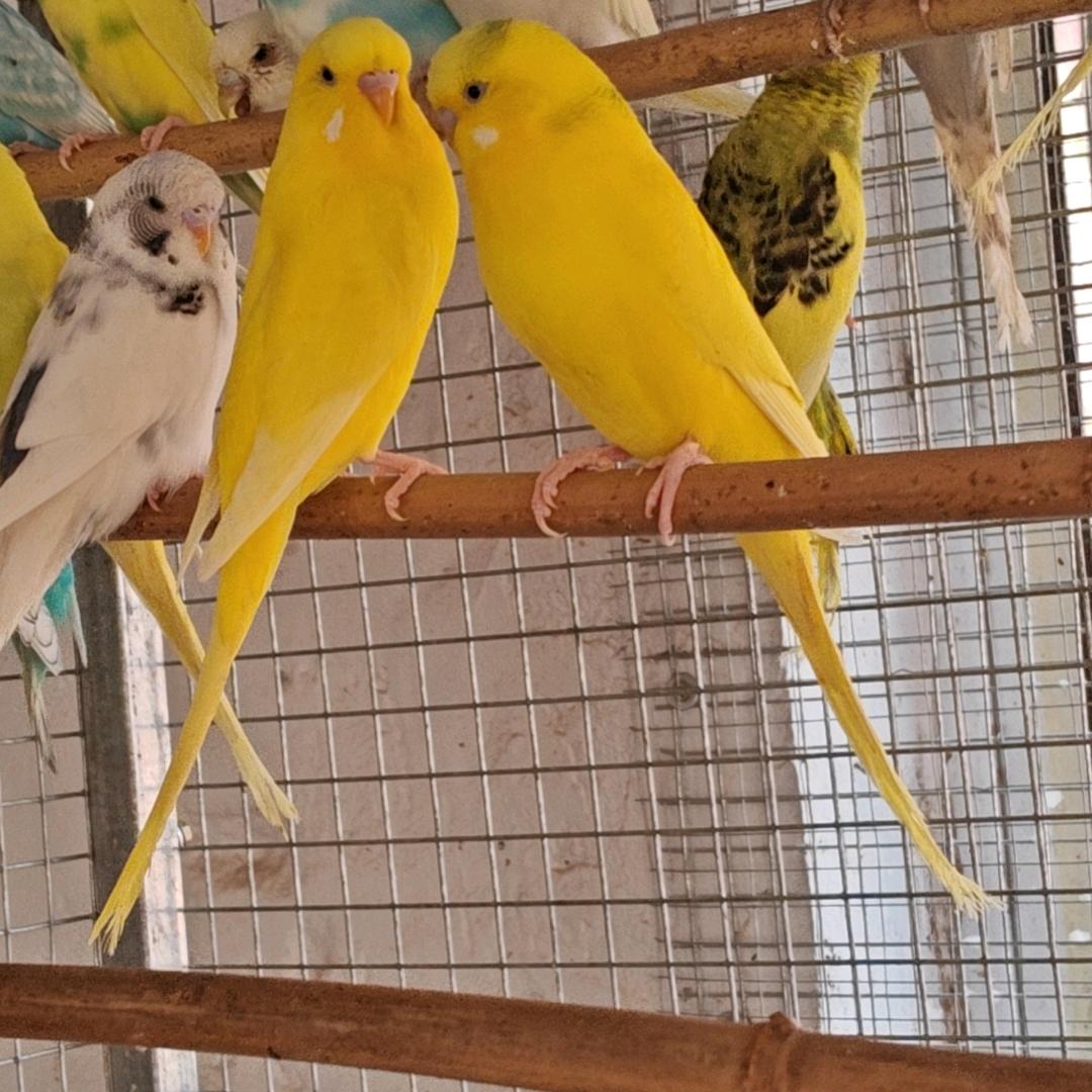 莱西特色大头鹦鹉养殖