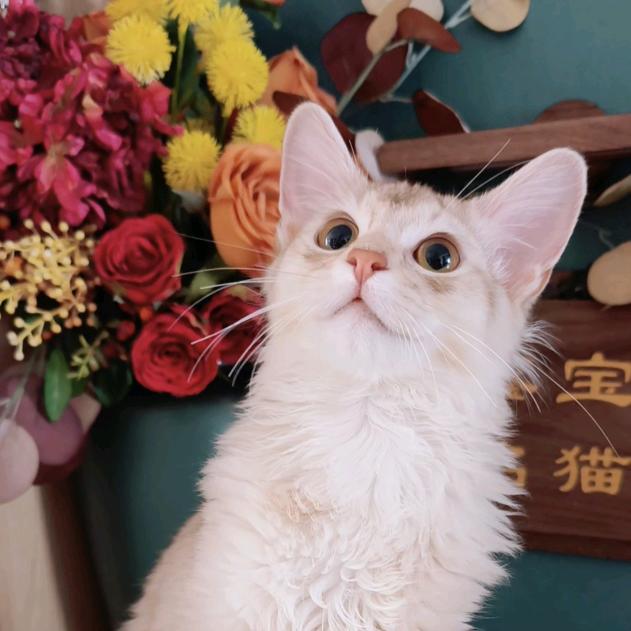 鑫宝名猫🌈
