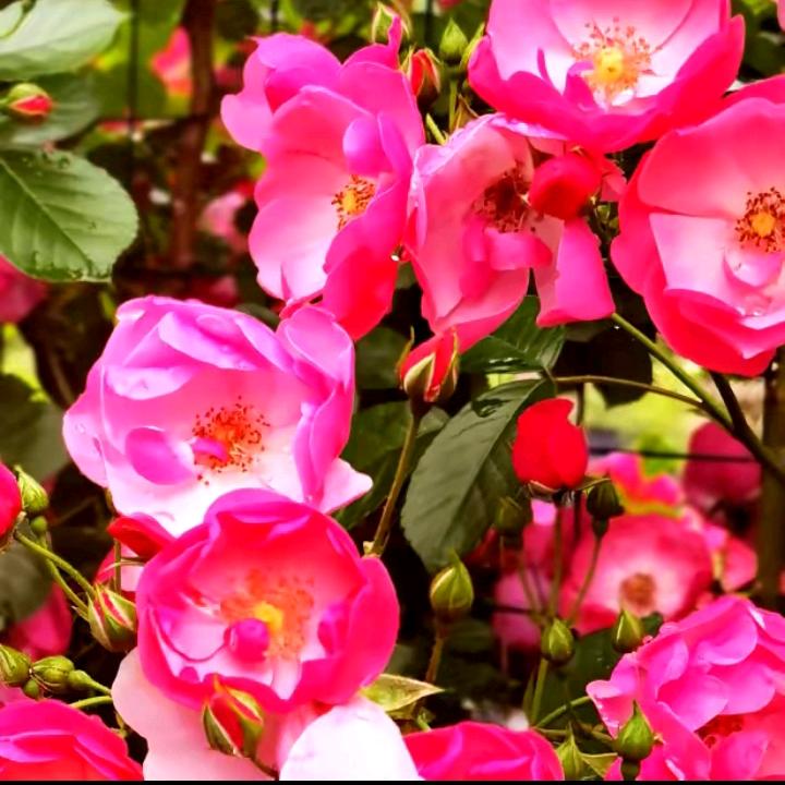 花开花落