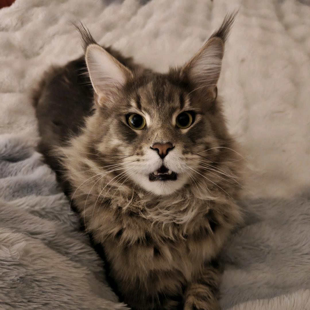 家多宝是缅因🐱