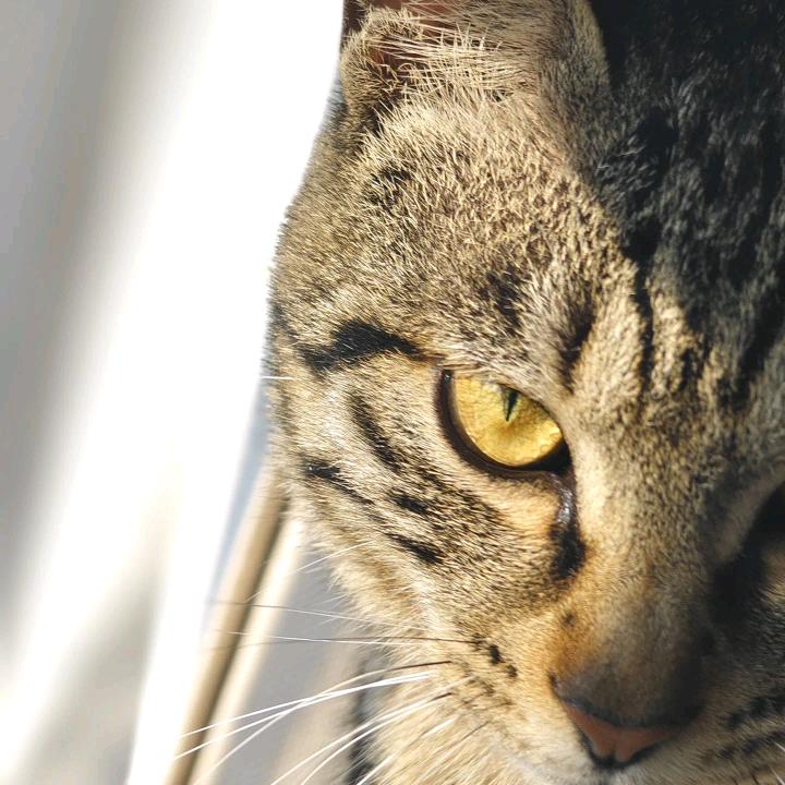 狸花