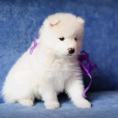 江苏啸天犬舍