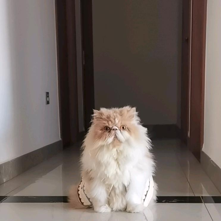 必过儿