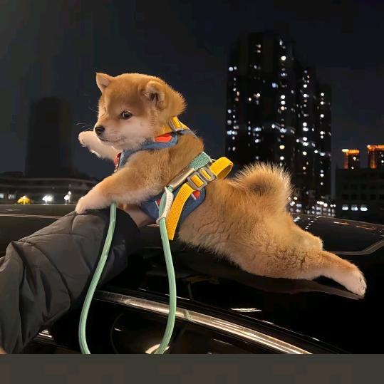 开车违章记录