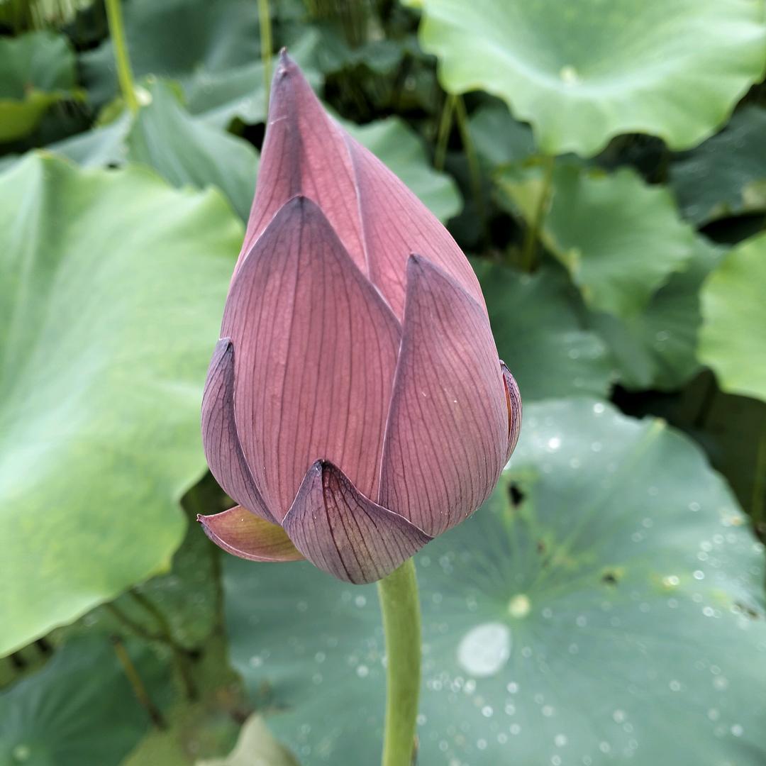 @贵州啊姚🌹🌹