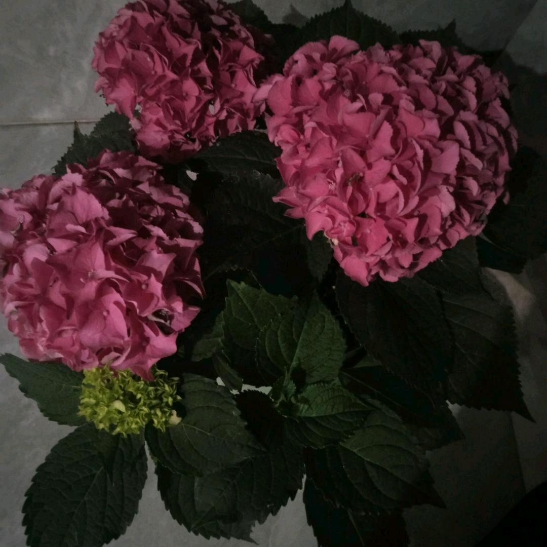 美好明天