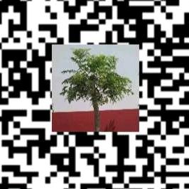 五龙溪