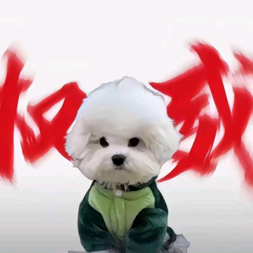 爱学习的朵拉