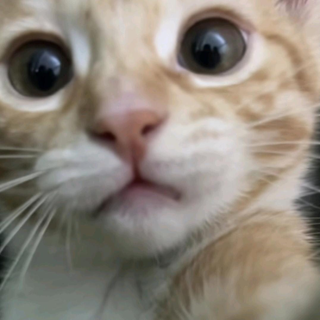 咖啡不要喵喵叫