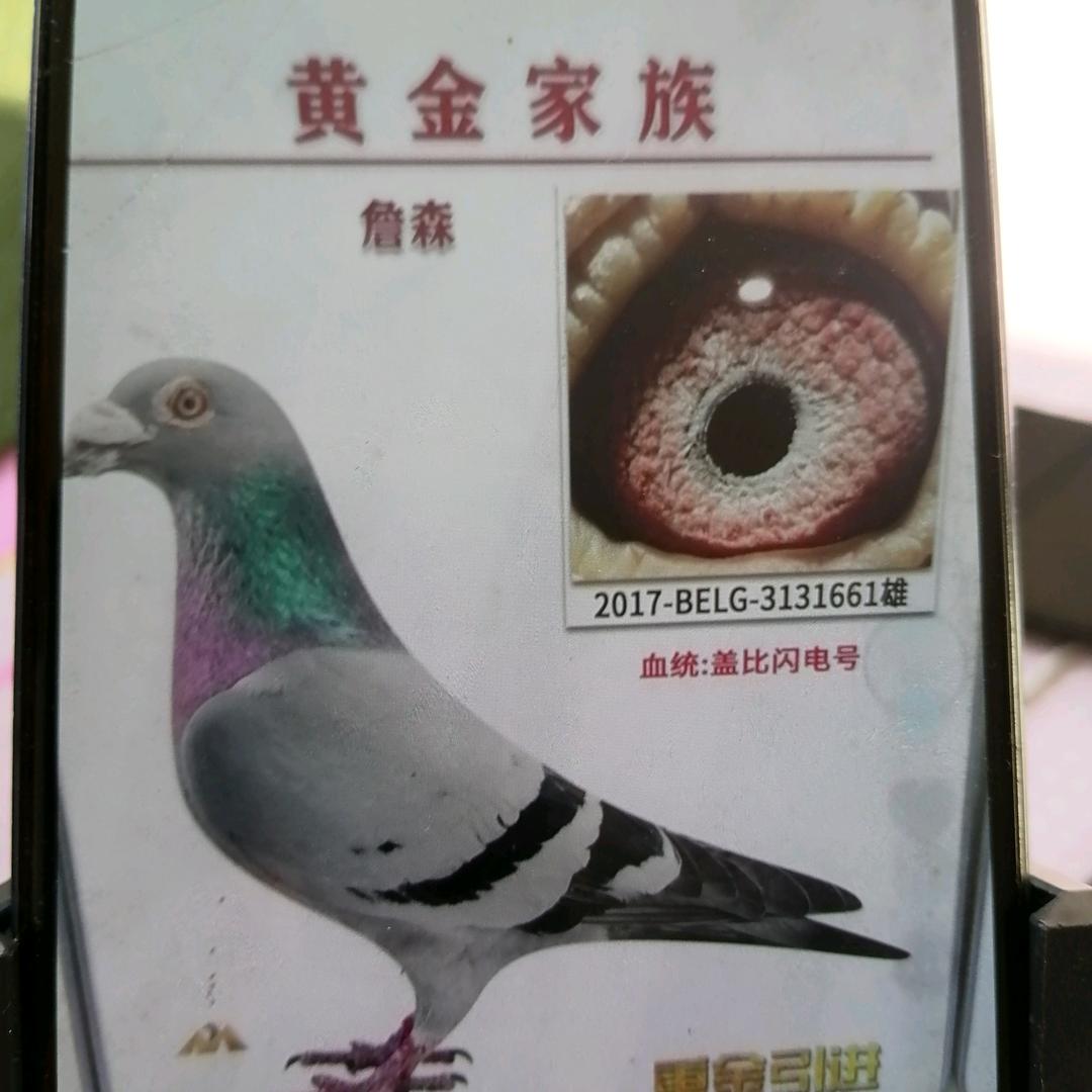 启航盛益鸽业