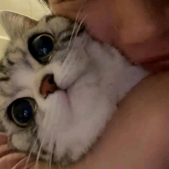 爱猫的Jiun