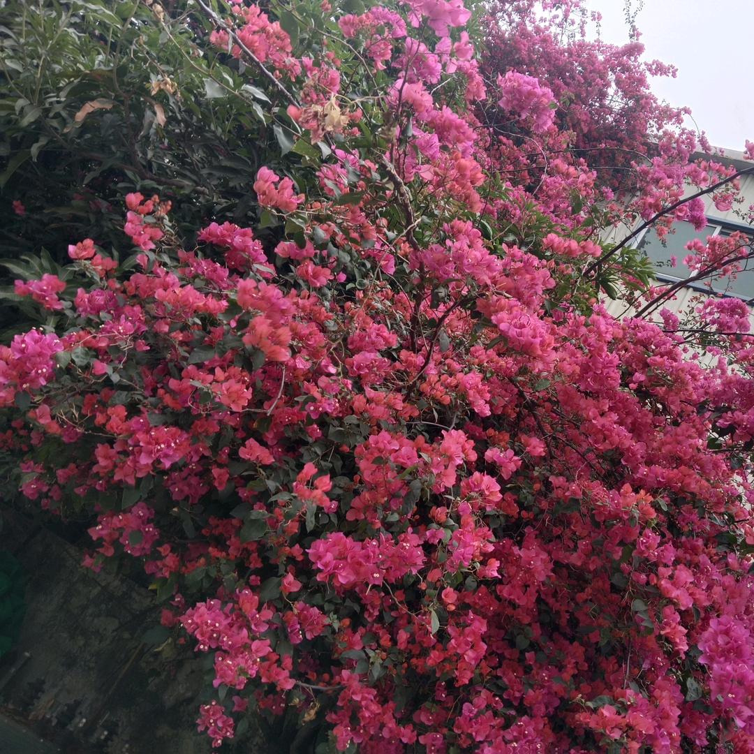 心如明镜（电力菇凉💐💐💐❤️❤️❤