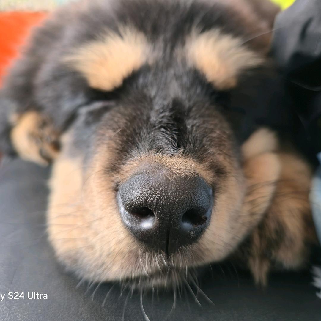 大壮是个高原傻