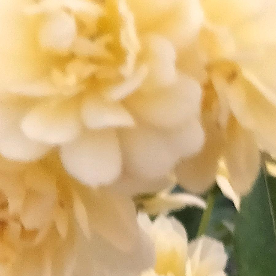 如🥥若🍒有你